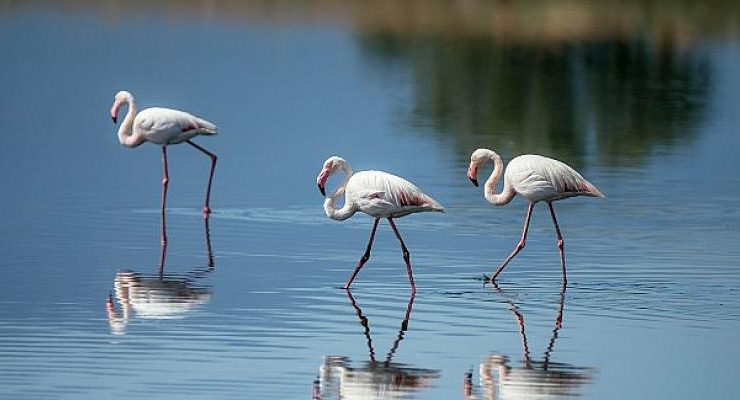 UNESCO Adayı Gediz Deltası’nda kuşların yaşamı kayıt altına alındı.