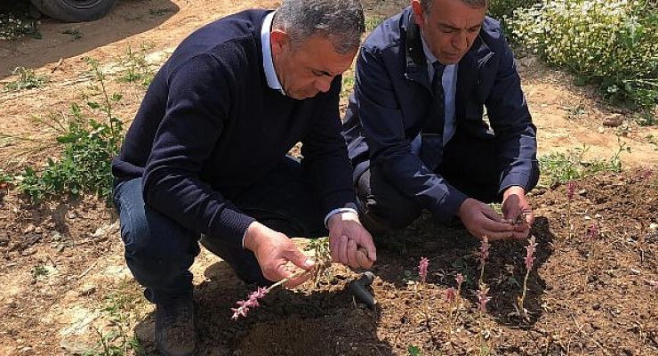 Beydağ Belediyesi Salep Hasadını Gerçekleştirdi